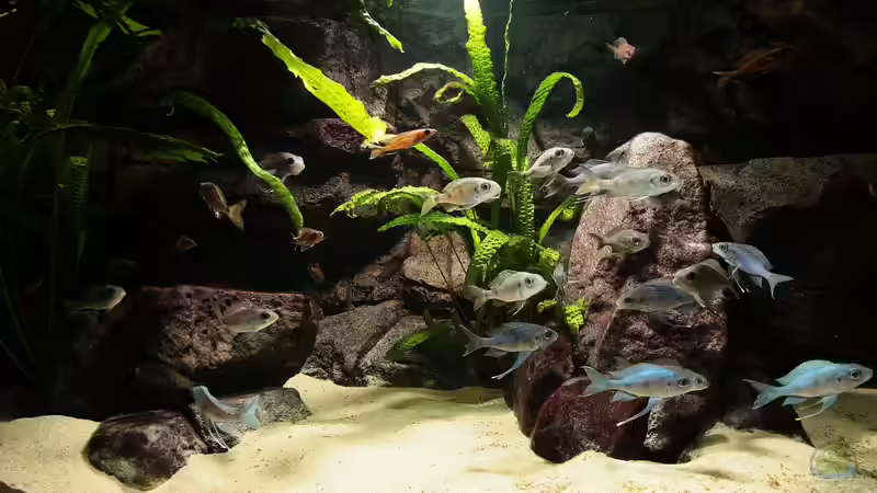 Der Nachwuchs ist groß geworden (26.08.2012) von Georg Botz (9)