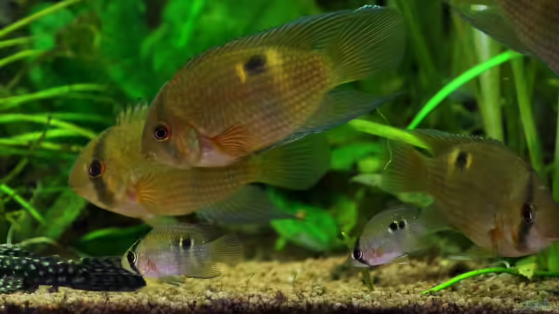 Der Nachwuchs mit den Eltern von Springer (64)