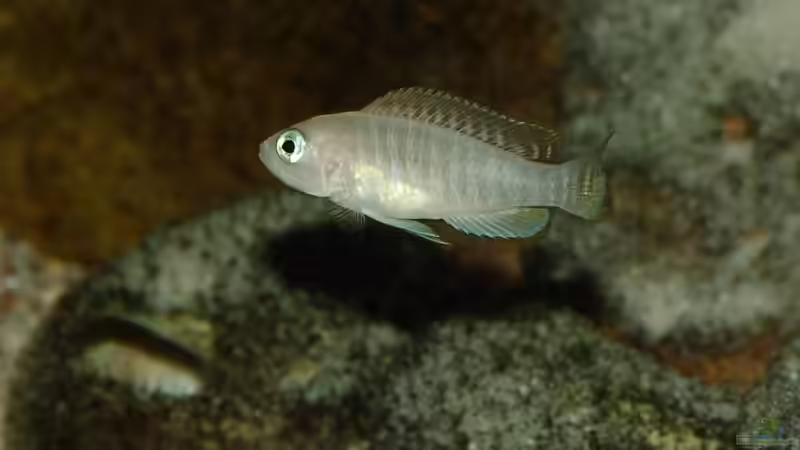 Der Nachwuchs Nachwuchs Neolamprologus multifasciatus ist schon recht groß geworden von Georg Botz (18)