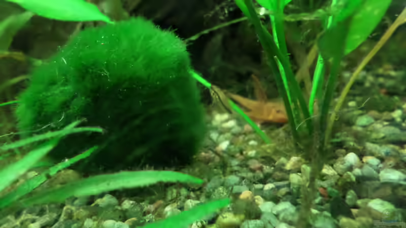 der Nachwuchs (September 2014) von Kathrin77 (54)