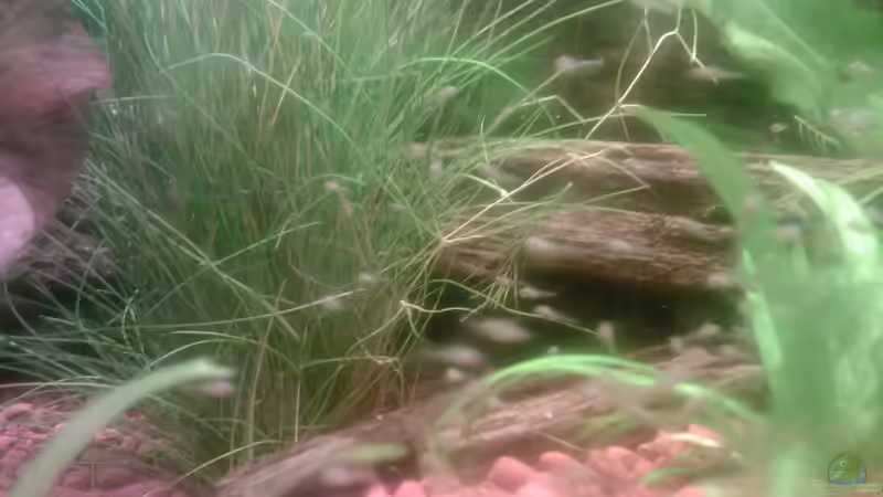 der Nachwuchs von Christoph Leuschner (5)