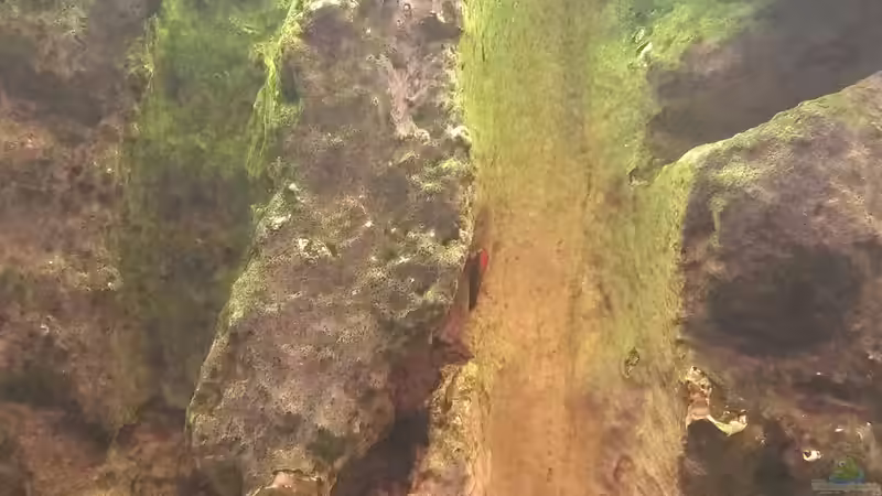 Der Nachwuchs von den Schwertträgern, getauft auf Nemo ;) von Jan H. (5)