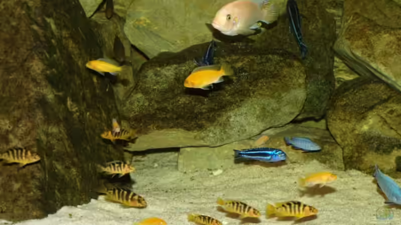 der Nachwuchs von JOHN (35)