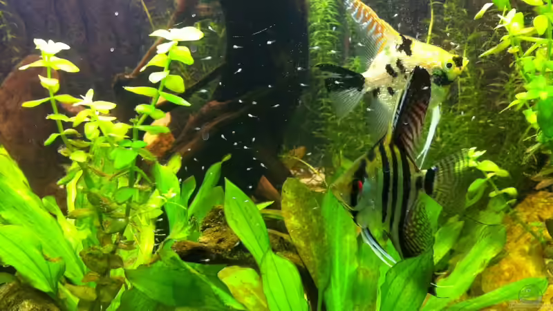 der Nachwuchs von Matze M. (16)