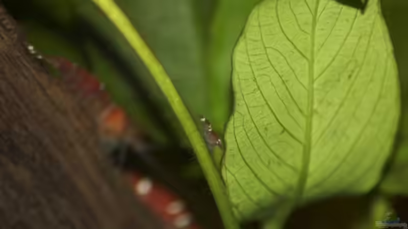 Der Nachwuchs! von Nadinsche (8)