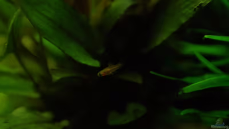 Der Nachwuchs wächst. von Digibastler (6)