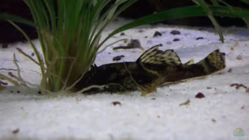 der namentlich nicht bekannte Wels von Stefan Danner (13)