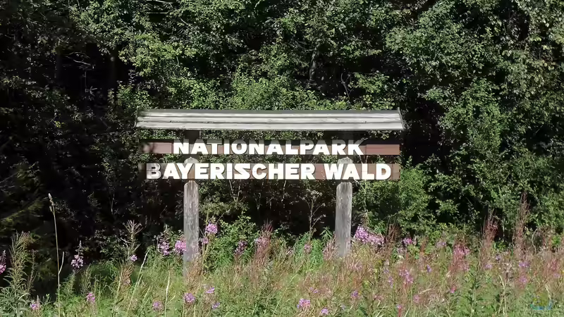 Der Nationalpark Bayerischer Wald - Ein Paradies für Naturfreunde und Abenteurer