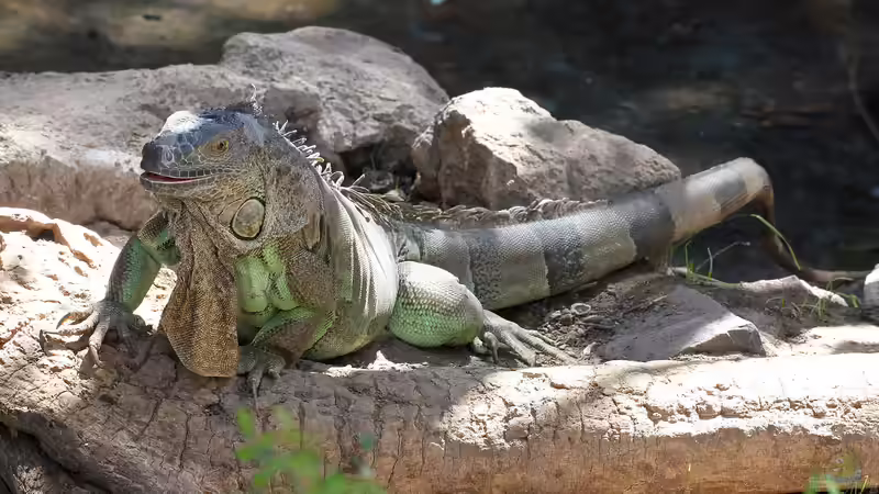 Der natürliche Lebensraum des grünen Leguan