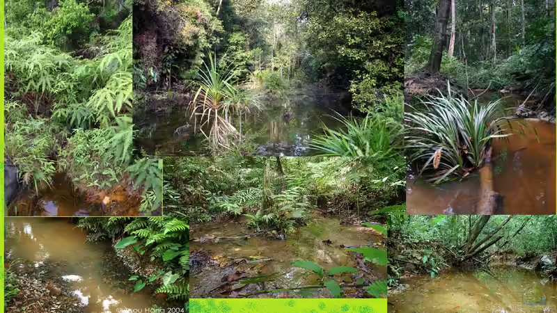 Der natuerliche Lebensraum des Keilfleckbaerblings von Joni_99 (2)