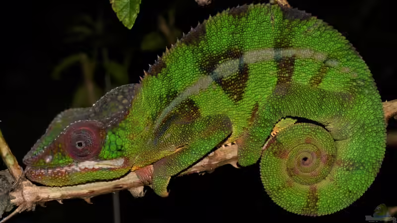 Der natürliche Lebensraum von Furcifer pardalis