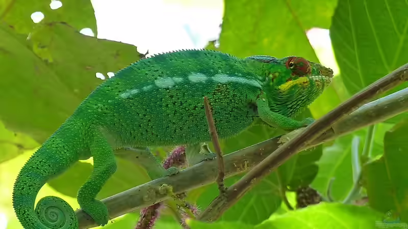 Der natürliche Lebensraum von Furcifer pardalis