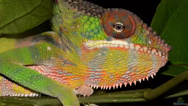 Der natürliche Lebensraum von Furcifer pardalis