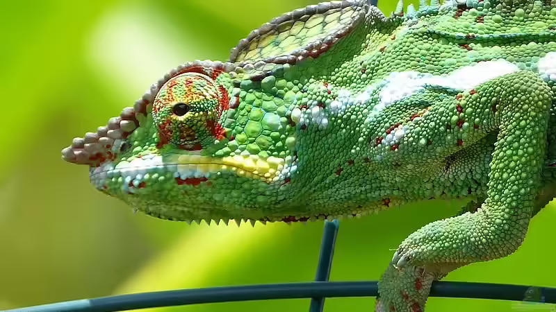 Der natürliche Lebensraum von Furcifer pardalis