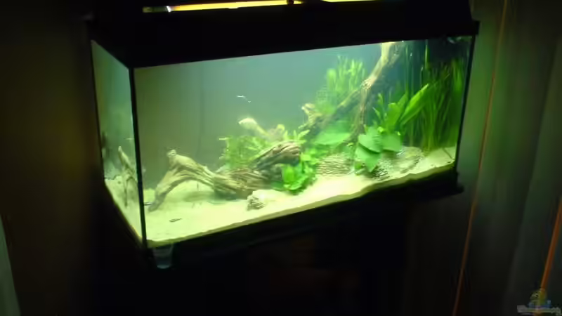 Der nebel des grauens, kurz nach der einrichtung von Mischa Vos (3)