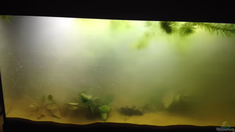 Der Nebel des Grauens von der Steirer (9)