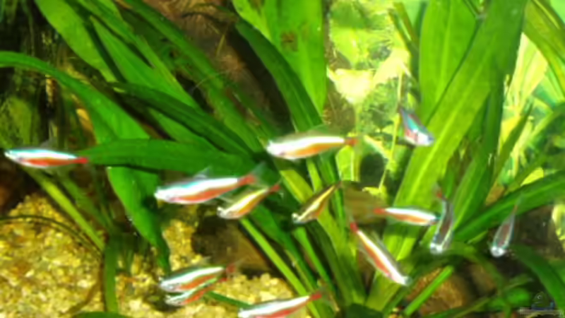 Der Neonschwarm von Michael Spillner (8)