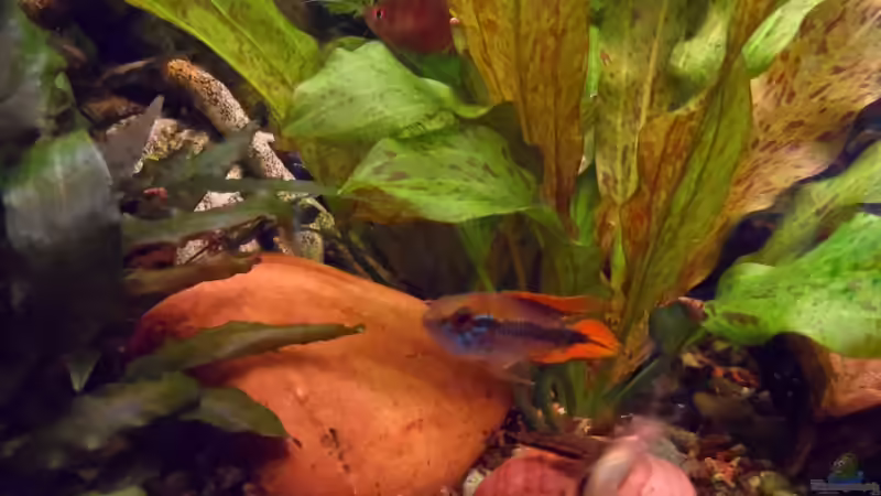 der Neue-Apistogramma agassizii von S04Peter (36)