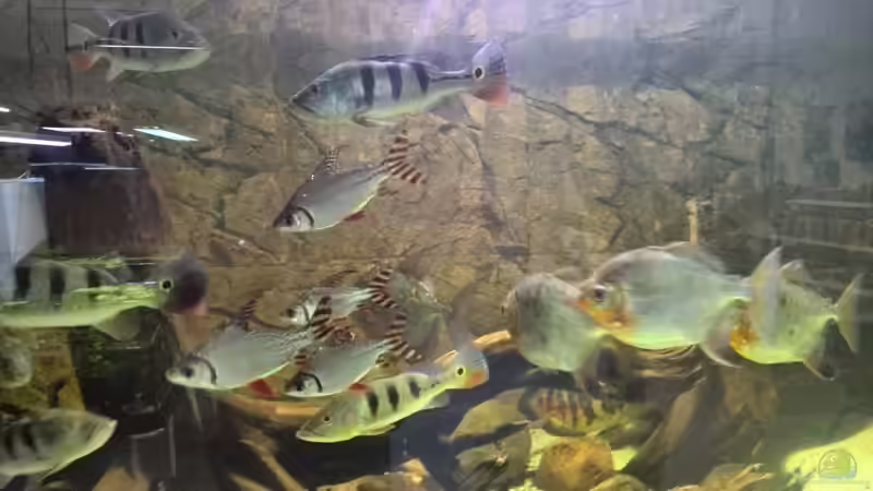 Der neue Besatz hat sich schnell eingelebt. von aquazonica (25)