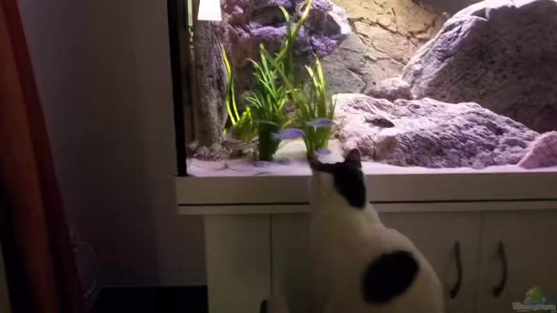 Der neue Besatz wird ausgiebig erkundet von HirMat (13)