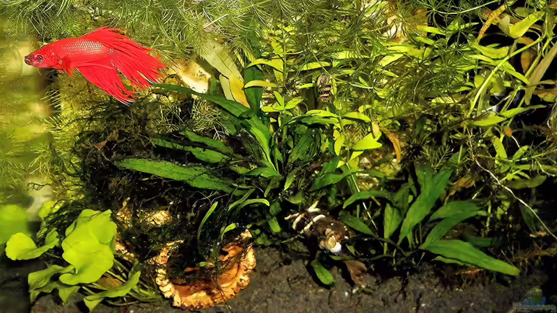 Der neue Betta ist endlich eingezogen.   von odin 68 (35)