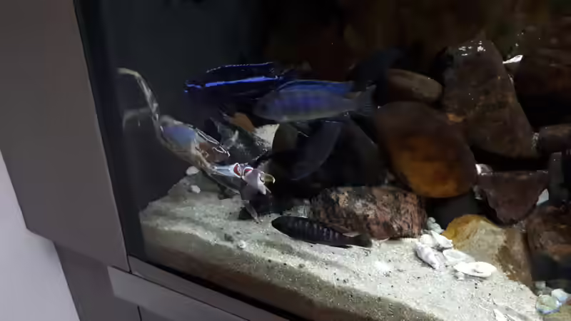 der neue Bewohner erweckt Neugierde von Miketsch (45)