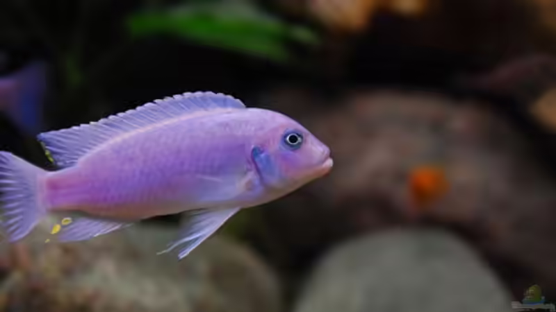 Der neue Bock ca. 10 cm von Beni (31)