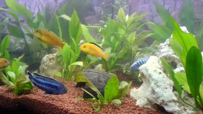 Der neue Bodengrund, ich bin gespannt ob der hält was er verspricht! von Joachim Arrasz (3)