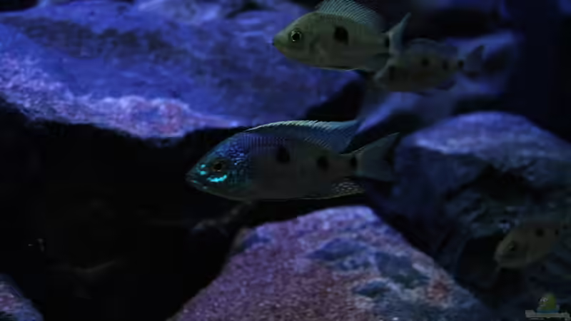 der neue C.azureus mbenji von Michael Reiz (68)