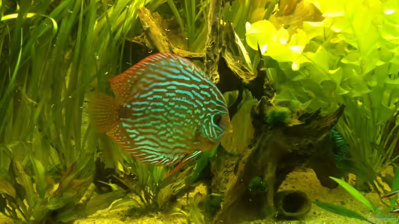 Einrichtungsbeispiele für Aquarien mit Diskus aus der Stendker-Zucht