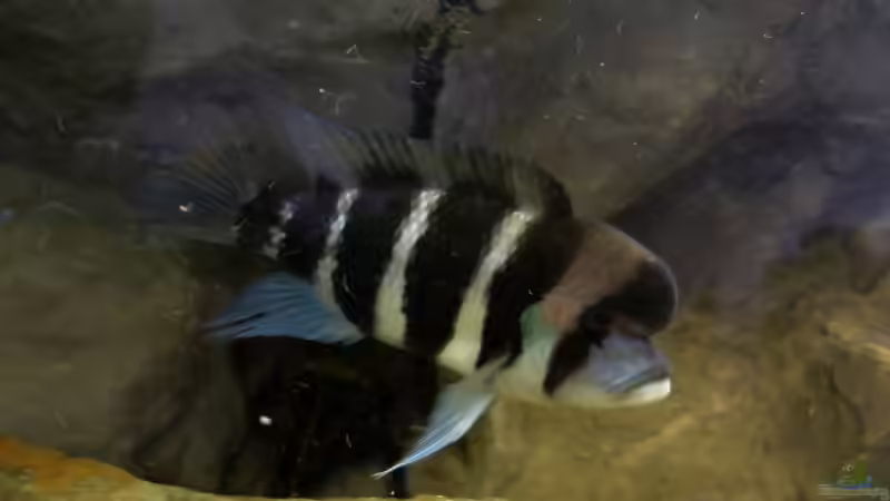 Der neue Hausherr... von stonis-home (27)