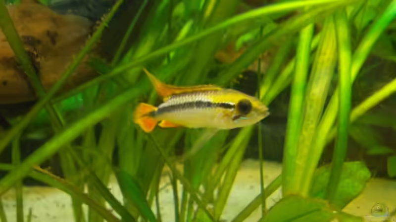 Der neue Herr des Hauses von Koehler (57)