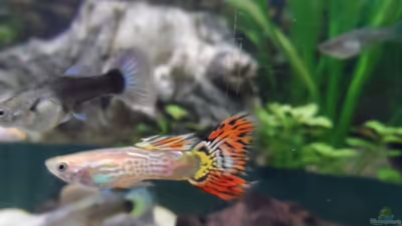 Der neue im Becken  von mimi211080 (10)