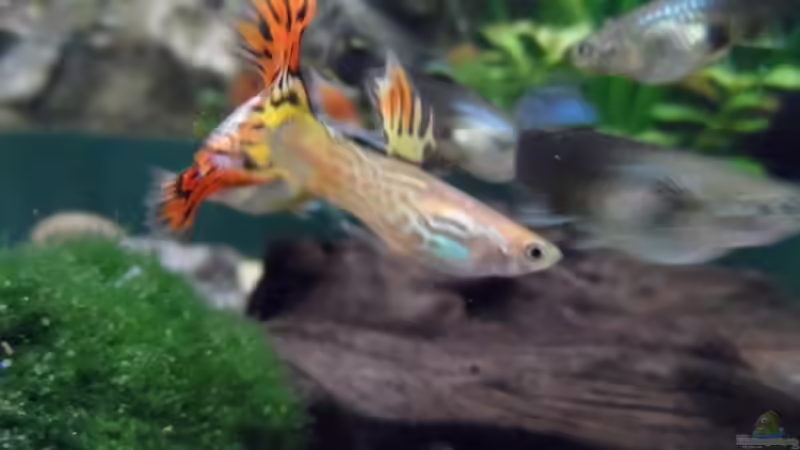 Der neue im Becken  von mimi211080 (11)