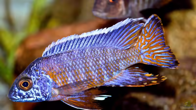 der neue Ngara Bock 2 von Cruiser Bruno (120)