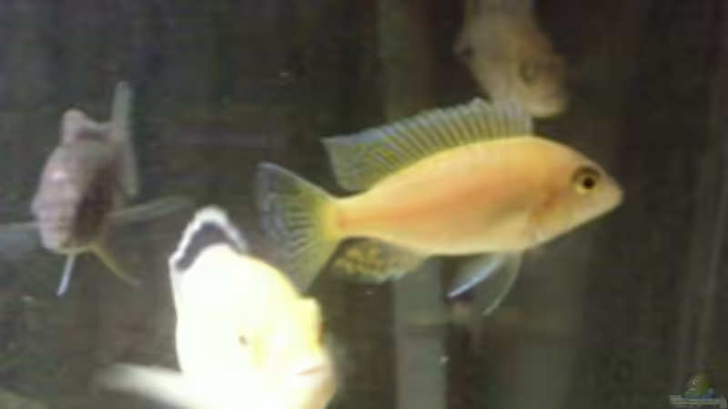 der neue noch unbekannte von Dt-Floppy (22)