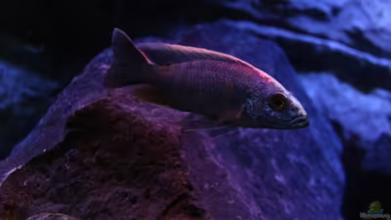 der neue S.fryeri von Michael Reiz (67)