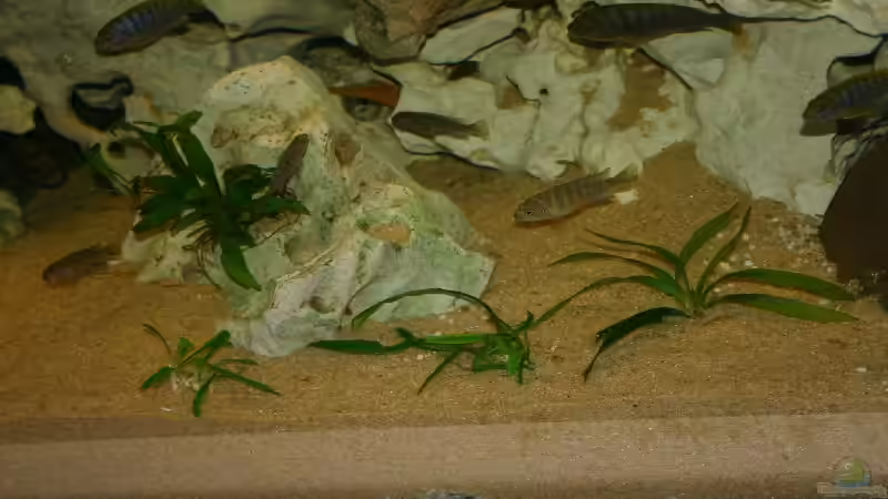 der neue Sand mit feinerer Körnung von Sven Nekum (9)