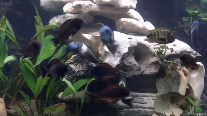 der neue Steinaufbau von Aqua92 (3)