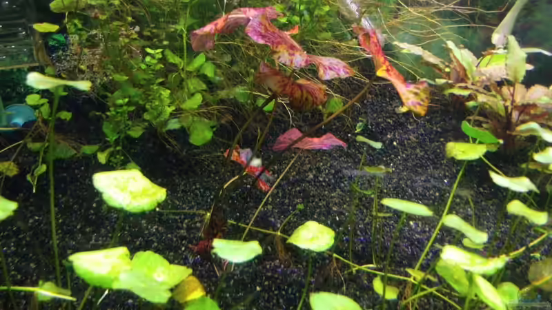 Der neue Tigerlotus   09.02.2013 von Sebastian L. (10)