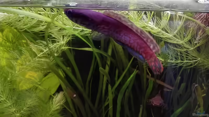 Der Neue (wahrscheinlich ein Männchen), leider etwas größer als erwartet^^ von Der Bergzower (31)