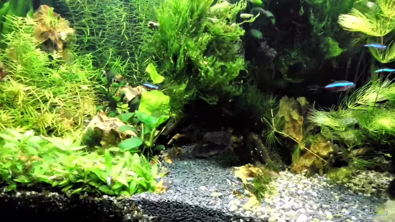 Der neue weg ins unbekannte.  von odin 68 (139)