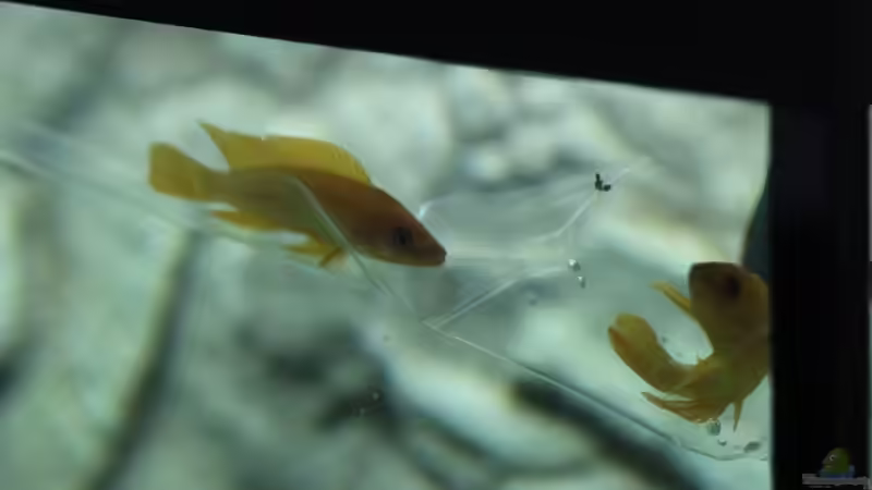 Der Neuzugang vom 21.12.2013 von fisch (21)