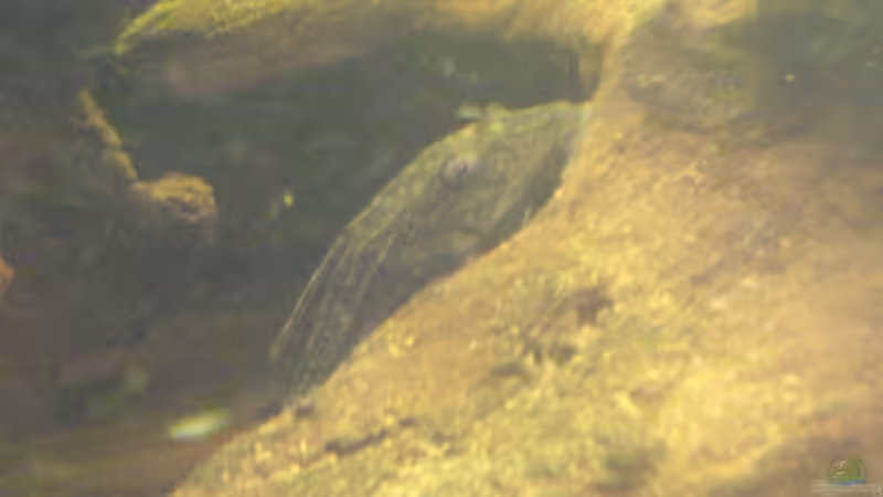 der neuzuwachs im becken´Punktierter Schilder Wels´ von Lars Albrecht (14)