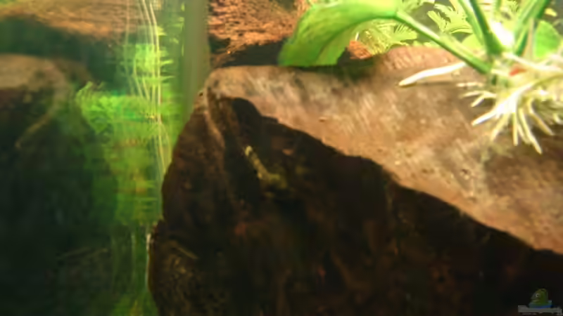 Der ´noch´ kleine Antennenwels von Marcus Roth (22)