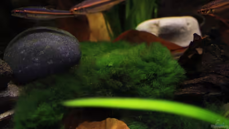 Der Notropis und das Moos von Florian Bandhauer (17)