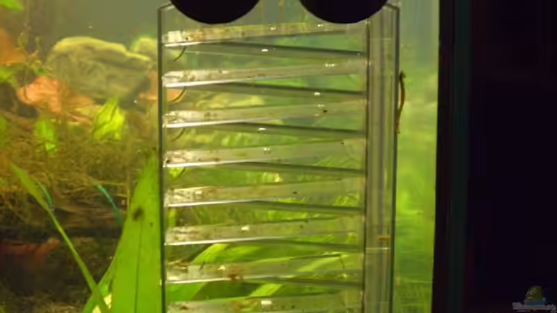 Der Nutrifan Flipper macht seine Arbeit gut von Molle (5)