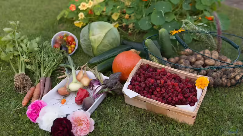 Der Nutzgarten: Alles, was Sie über den Anbau von Gemüse, Obst und Kräutern wissen müssen