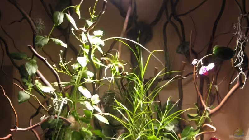 Der obere Bereich meines Aquariums von Bojo (4)