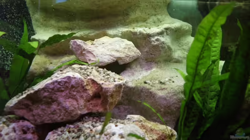 der obere Bereich von Thomas Rengier (13)